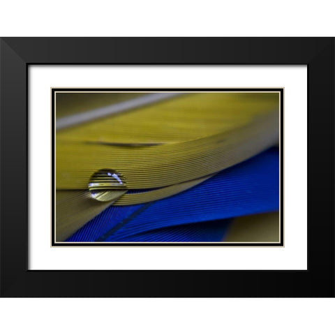 ME, Harpswell Water drop on parrot feathers Black Modern Wood Framed Art Print with Double Matting by Clemons, Kathleen