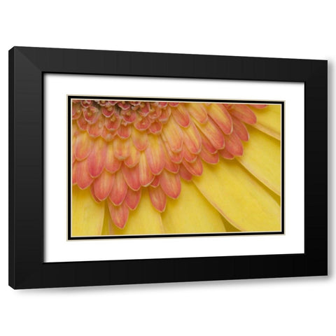 ME, Harpswell Yellow and pink gerbera daisy Black Modern Wood Framed Art Print with Double Matting by Clemons, Kathleen