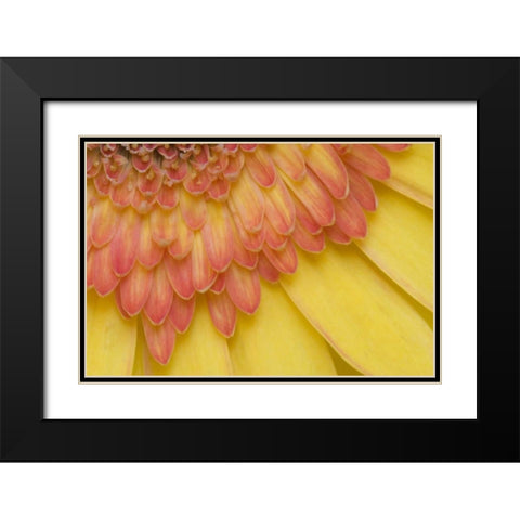 ME, Harpswell Yellow and pink gerbera daisy Black Modern Wood Framed Art Print with Double Matting by Clemons, Kathleen