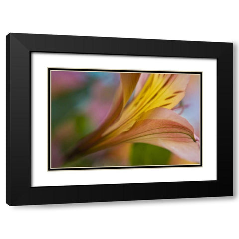 Maine, Harpswell Pink and yellow lily Black Modern Wood Framed Art Print with Double Matting by Clemons, Kathleen
