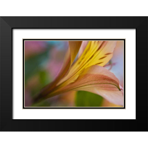 Maine, Harpswell Pink and yellow lily Black Modern Wood Framed Art Print with Double Matting by Clemons, Kathleen