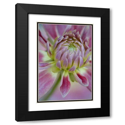 Maine, Harpswell Close-up of pink dahlia flower Black Modern Wood Framed Art Print with Double Matting by Clemons, Kathleen