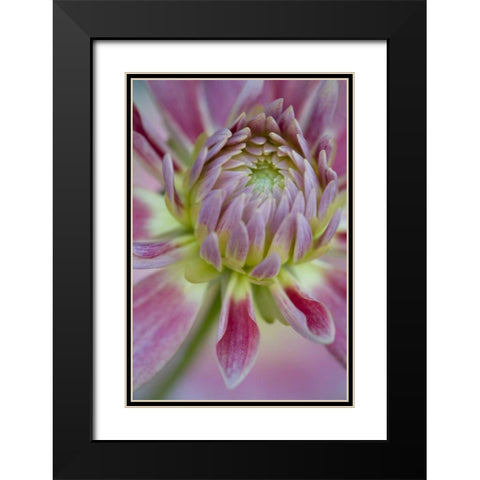 Maine, Harpswell Close-up of pink dahlia flower Black Modern Wood Framed Art Print with Double Matting by Clemons, Kathleen