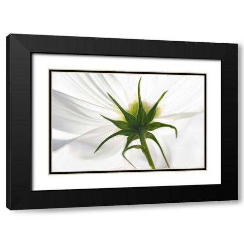 ME, Harpswell Underside of a white cosmos Black Modern Wood Framed Art Print with Double Matting by Clemons, Kathleen
