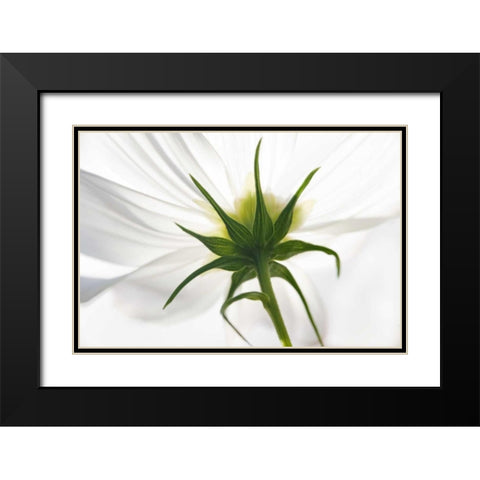 ME, Harpswell Underside of a white cosmos Black Modern Wood Framed Art Print with Double Matting by Clemons, Kathleen