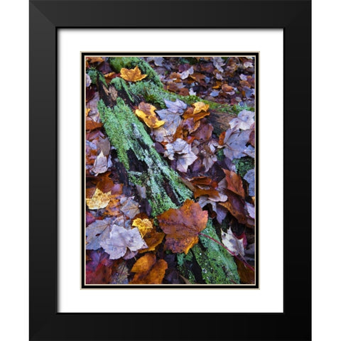 Fallen leaves and lichen log, Acadia NP, Maine Black Modern Wood Framed Art Print with Double Matting by Rotenberg, Nancy