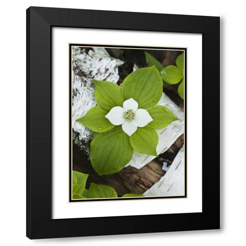 Maine, Acadia NP Bunchberry plant on log Black Modern Wood Framed Art Print with Double Matting by Rotenberg, Nancy