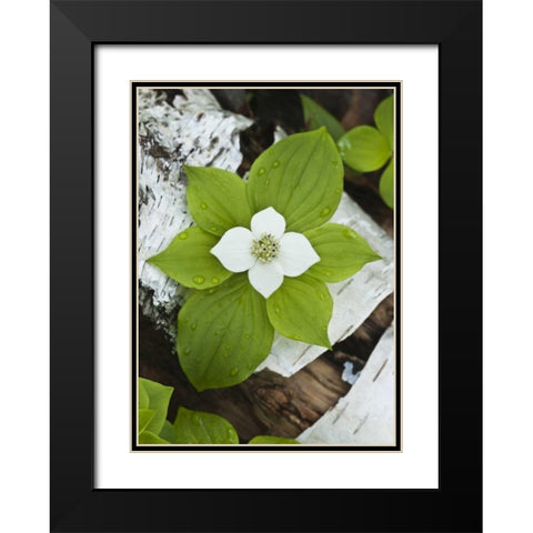 Maine, Acadia NP Bunchberry plant on log Black Modern Wood Framed Art Print with Double Matting by Rotenberg, Nancy