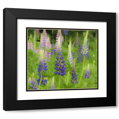 Maine, Acadia NP Field of blooming lupines Black Modern Wood Framed Art Print with Double Matting by Rotenberg, Nancy