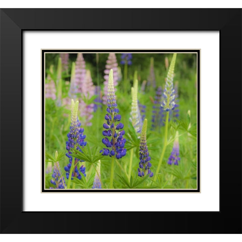 Maine, Acadia NP Field of blooming lupines Black Modern Wood Framed Art Print with Double Matting by Rotenberg, Nancy