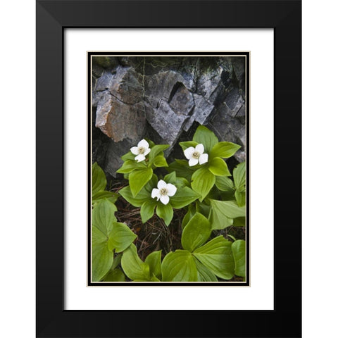 ME, Acadia NP Bunchberry plant and rocks Black Modern Wood Framed Art Print with Double Matting by Rotenberg, Nancy