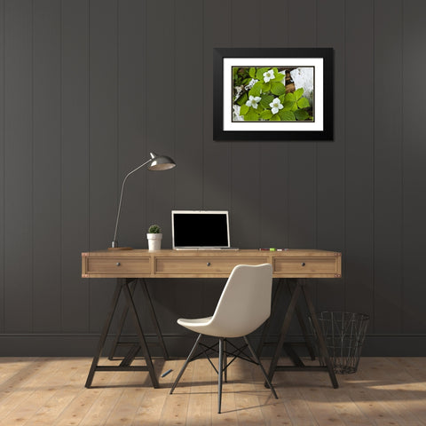 Maine, Acadia NP Bunchberry plant on log Black Modern Wood Framed Art Print with Double Matting by Rotenberg, Nancy