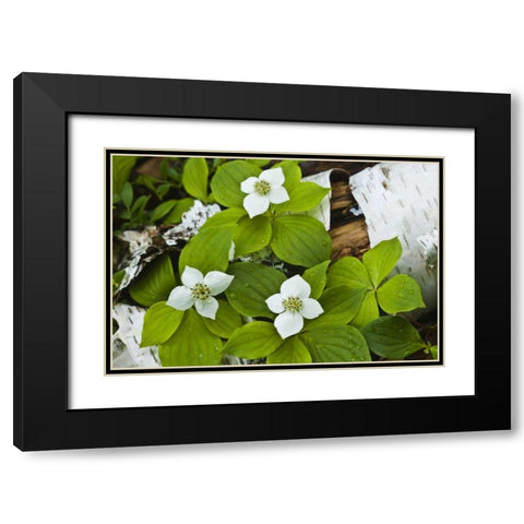 Maine, Acadia NP Bunchberry plant on log Black Modern Wood Framed Art Print with Double Matting by Rotenberg, Nancy
