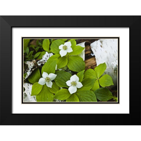 Maine, Acadia NP Bunchberry plant on log Black Modern Wood Framed Art Print with Double Matting by Rotenberg, Nancy