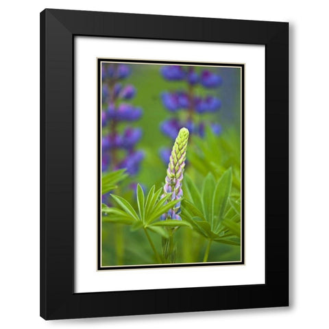 ME, Acadia NP Lupine bud starting to bloom Black Modern Wood Framed Art Print with Double Matting by Rotenberg, Nancy