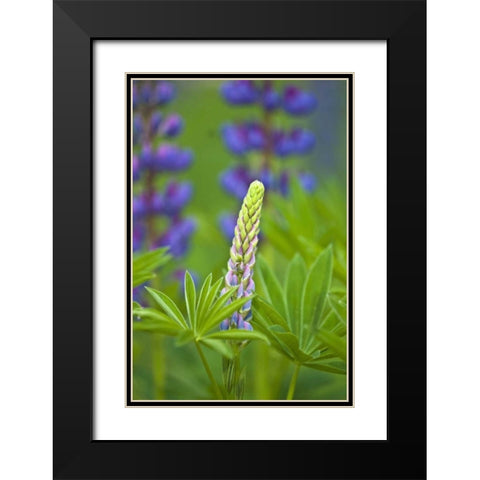 ME, Acadia NP Lupine bud starting to bloom Black Modern Wood Framed Art Print with Double Matting by Rotenberg, Nancy