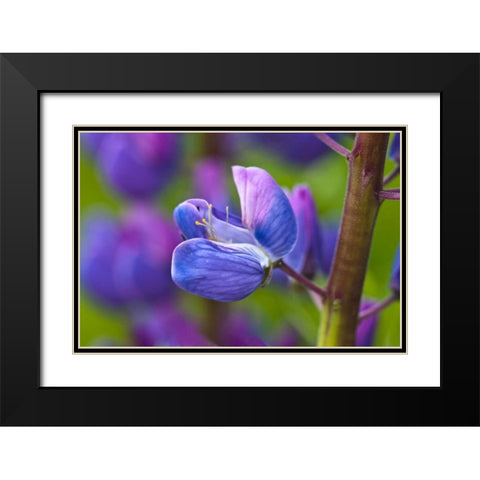 Maine, Acadia NP Blooming lupine flower Black Modern Wood Framed Art Print with Double Matting by Rotenberg, Nancy
