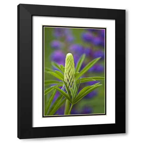 Maine, Acadia NP Close-up of lupine flower bud Black Modern Wood Framed Art Print with Double Matting by Rotenberg, Nancy
