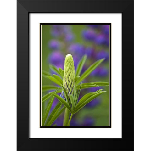 Maine, Acadia NP Close-up of lupine flower bud Black Modern Wood Framed Art Print with Double Matting by Rotenberg, Nancy