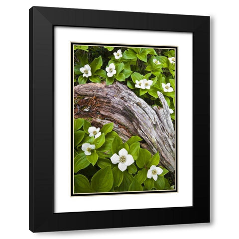 ME, Acadia NP Dwarf cornel plant on rotting log Black Modern Wood Framed Art Print with Double Matting by Rotenberg, Nancy