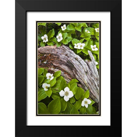 ME, Acadia NP Dwarf cornel plant on rotting log Black Modern Wood Framed Art Print with Double Matting by Rotenberg, Nancy