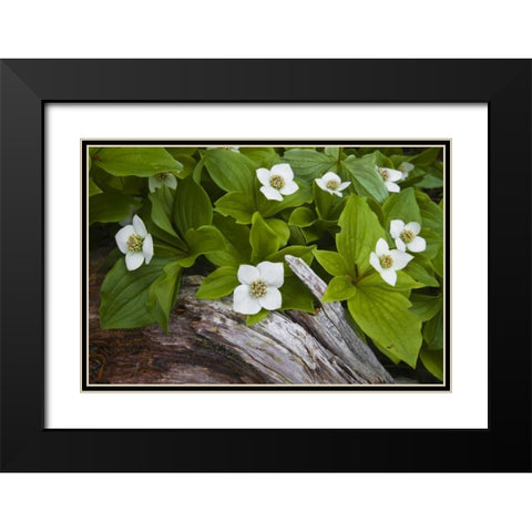 ME, Acadia NP Dwarf cornel plant on rotting log Black Modern Wood Framed Art Print with Double Matting by Rotenberg, Nancy