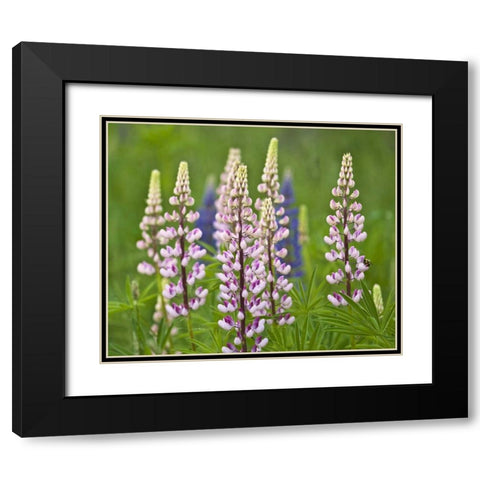 Maine, Acadia NP Lupine flowers and bee Black Modern Wood Framed Art Print with Double Matting by Rotenberg, Nancy