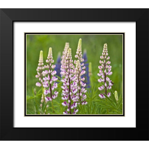 Maine, Acadia NP Lupine flowers and bee Black Modern Wood Framed Art Print with Double Matting by Rotenberg, Nancy