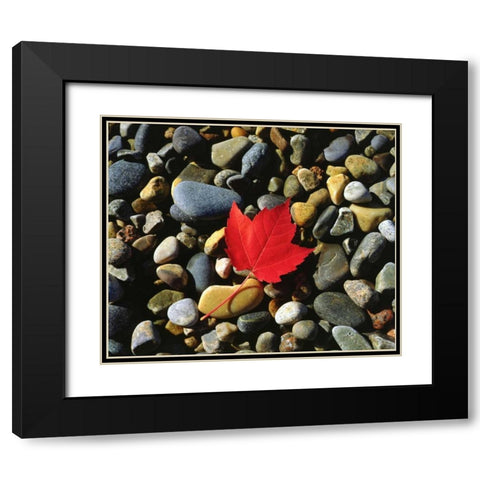 USA, Maine, A Maple leaf on a Rock Background Black Modern Wood Framed Art Print with Double Matting by Talbot Frank, Christopher