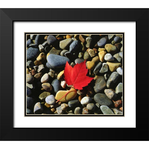 USA, Maine, A Maple leaf on a Rock Background Black Modern Wood Framed Art Print with Double Matting by Talbot Frank, Christopher