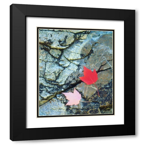 USA, Maine, A Maple leaf on a Rock Background Black Modern Wood Framed Art Print with Double Matting by Talbot Frank, Christopher