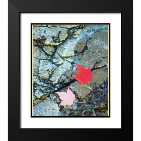 USA, Maine, A Maple leaf on a Rock Background Black Modern Wood Framed Art Print with Double Matting by Talbot Frank, Christopher