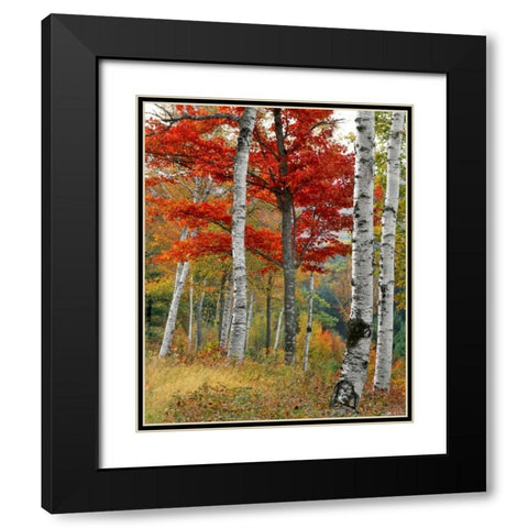 ME, Wyman Lake Forest in autumn Black Modern Wood Framed Art Print with Double Matting by Terrill, Steve