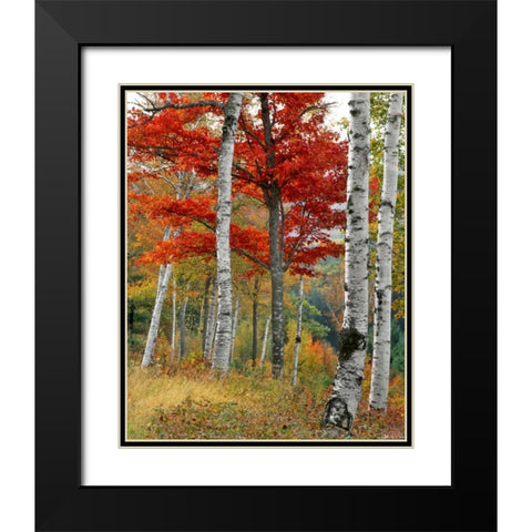 ME, Wyman Lake Forest in autumn Black Modern Wood Framed Art Print with Double Matting by Terrill, Steve