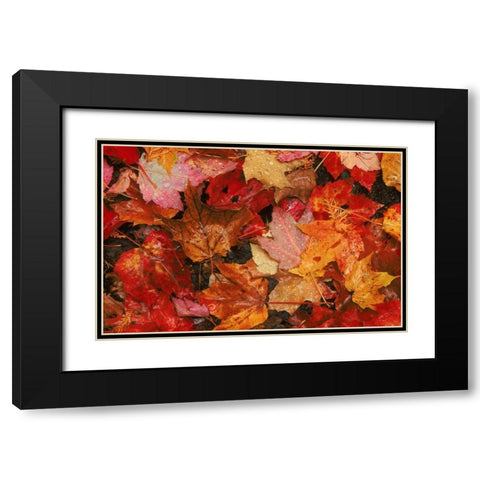 USA, Maine Autumn maple leaves Black Modern Wood Framed Art Print with Double Matting by Bush, Marie