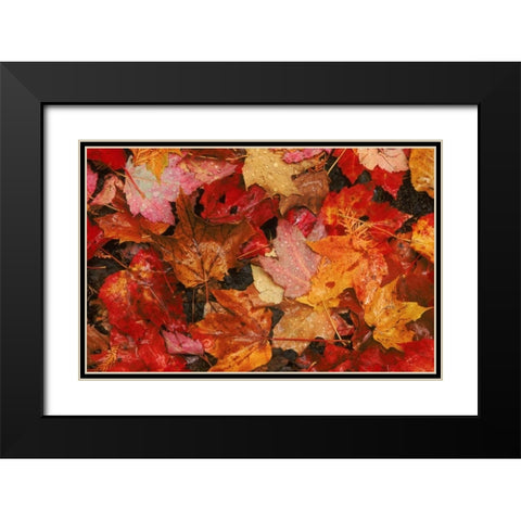 USA, Maine Autumn maple leaves Black Modern Wood Framed Art Print with Double Matting by Bush, Marie