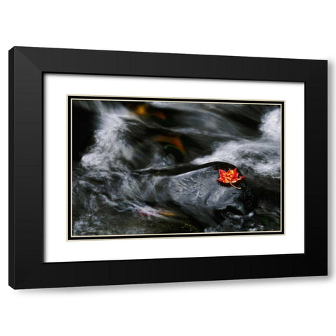 USA, Maine Maple leaf on black rock in stream Black Modern Wood Framed Art Print with Double Matting by Bush, Marie