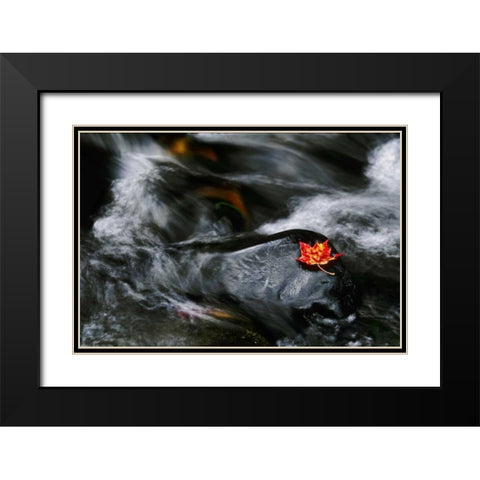 USA, Maine Maple leaf on black rock in stream Black Modern Wood Framed Art Print with Double Matting by Bush, Marie