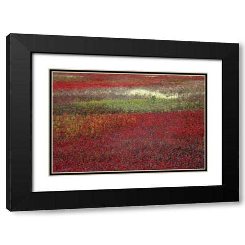 USA, Maine Blueberry fields in autumn Black Modern Wood Framed Art Print with Double Matting by Rotenberg, Nancy