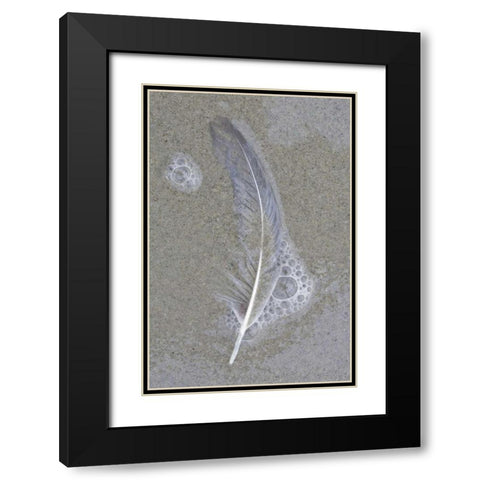 USA, Maine, Pine Point Gull feather on beach Black Modern Wood Framed Art Print with Double Matting by Delisle, Gilles