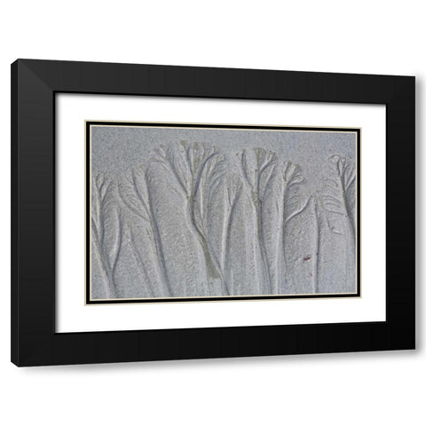 Maine, Pine Point Forest-like sand patterns Black Modern Wood Framed Art Print with Double Matting by Delisle, Gilles