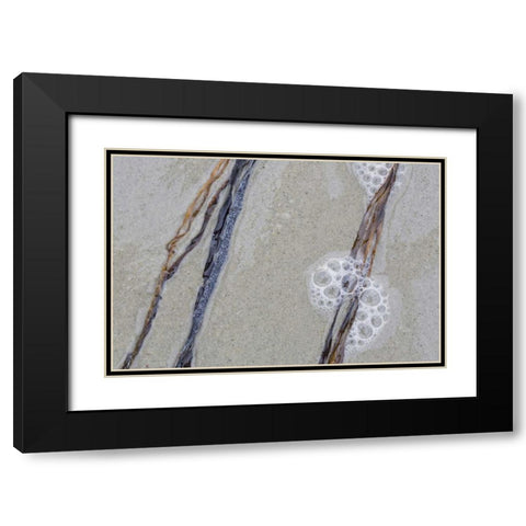 USA, Maine, Pine Point Sea weed between waves Black Modern Wood Framed Art Print with Double Matting by Delisle, Gilles