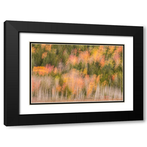 USA-Maine-Acadia National Park Forest abstract Black Modern Wood Framed Art Print with Double Matting by Jaynes Gallery