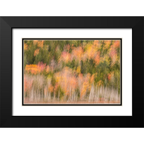 USA-Maine-Acadia National Park Forest abstract Black Modern Wood Framed Art Print with Double Matting by Jaynes Gallery