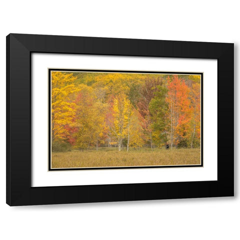 USA-Maine-Acadia National Park Forest landscape in autumn colors Black Modern Wood Framed Art Print with Double Matting by Jaynes Gallery