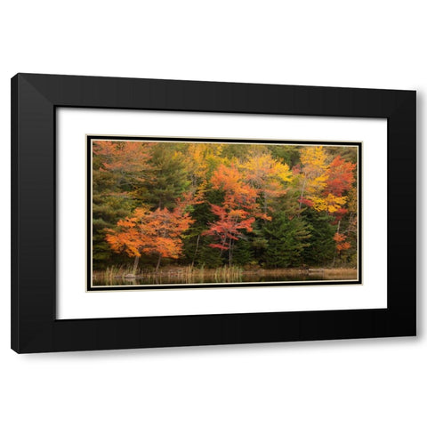 USA-Maine-Acadia National Park Forest reflections in lake Black Modern Wood Framed Art Print with Double Matting by Jaynes Gallery