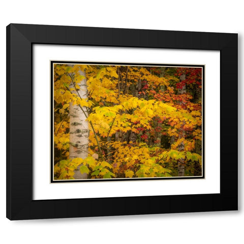 USA-Maine-Acadia National Park Autumn colors in forest Black Modern Wood Framed Art Print with Double Matting by Jaynes Gallery