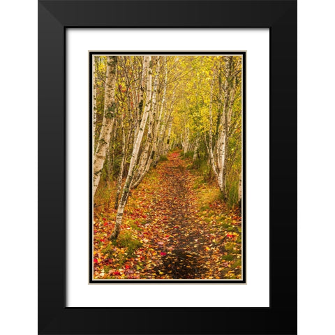 USA-Maine-Acadia National Park Forest trail Black Modern Wood Framed Art Print with Double Matting by Jaynes Gallery