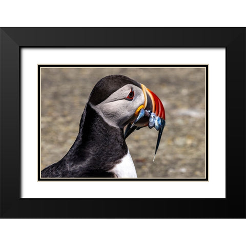 Atlantic Puffin with fish on Machias Seal island-Maine-USA Black Modern Wood Framed Art Print with Double Matting by Haney, Chuck