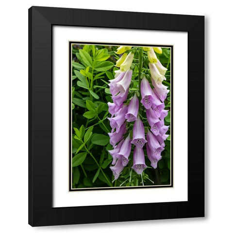 Foxglove in Somesville-Maine-USA Black Modern Wood Framed Art Print with Double Matting by Haney, Chuck